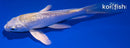 4.5" GINRIN LEMON HARIWAKE BUTTERFLY