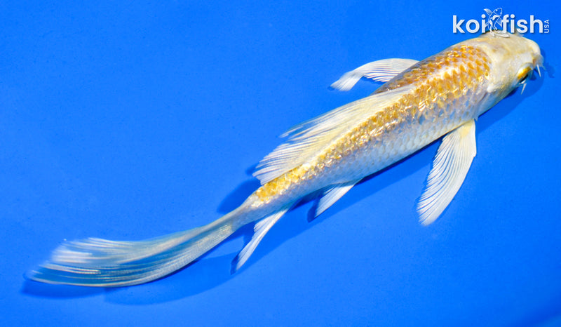 5" GINRIN YAMABUKI OGON BUTTERFLY
