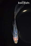 8" SHUBUNKIN GOLDFISH