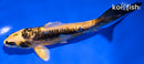 6" KIN KIKOKURYU