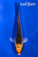 4.5" KUJAKU