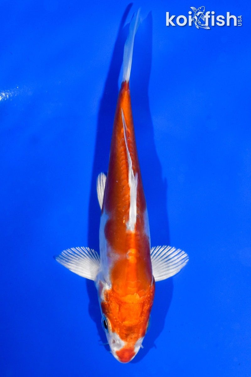 5.5" KIKUSUI