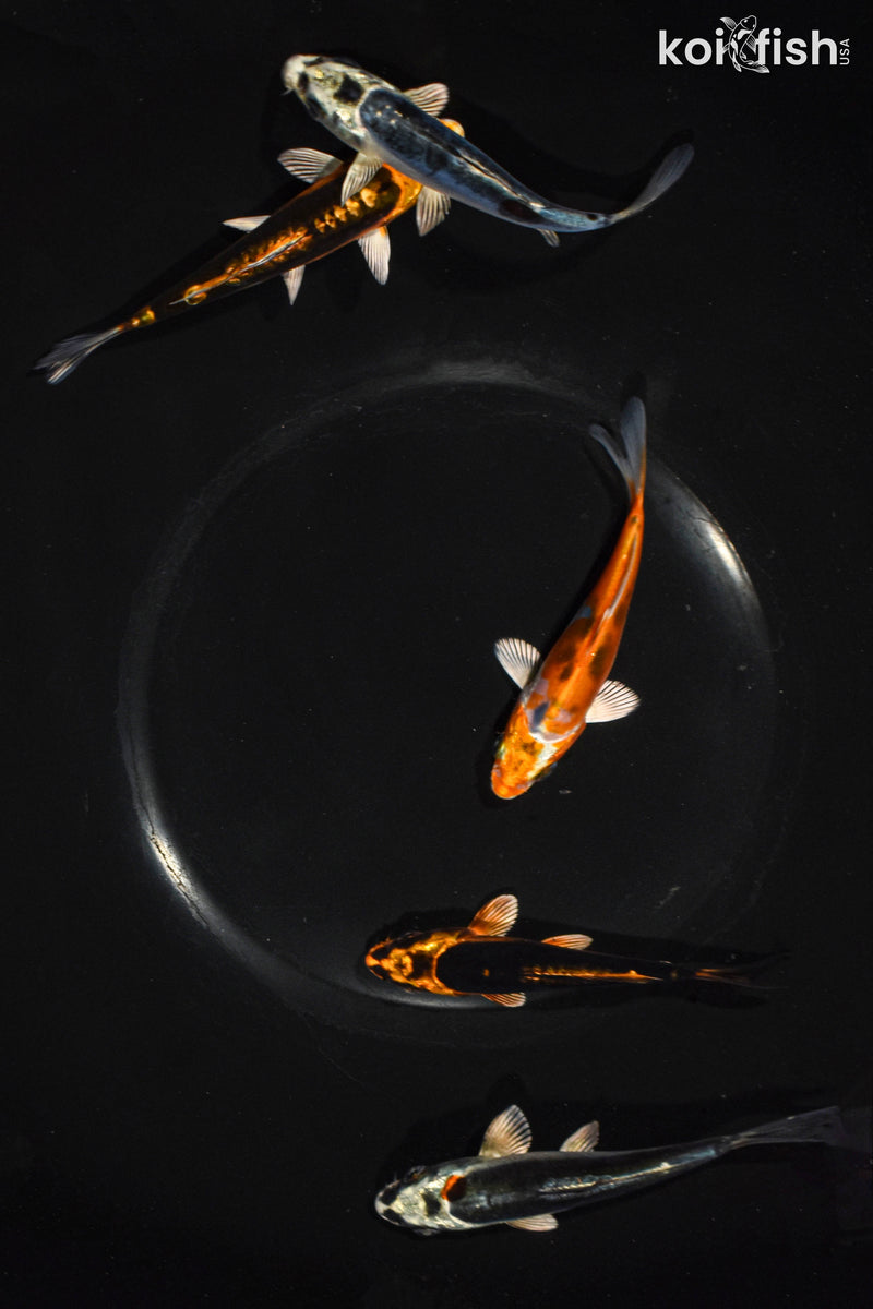 Pack of (5) 3.5-4.5" Standard Ghost Koi