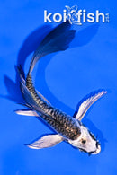 4.5" KIKOKURYU BUTTERFLY