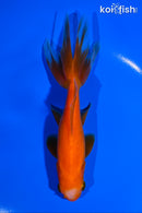 5.75" WAKIN GOLDFISH