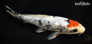 8.25" GINRIN TANCHO BENI MATSUKAWBAKE