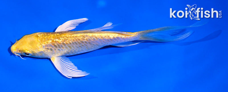 5" GINRIN YAMABUKI OGON BUTTERFLY