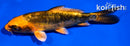 4.5" BENI KIKOKURYU