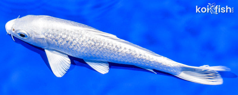 6.5" GINRIN PLATINUM OGON