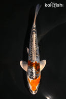 5.5" DOITSU KUJAKU