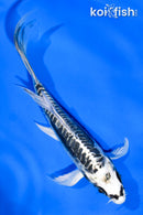 5.5" KIKOKURYU BUTTERFLY