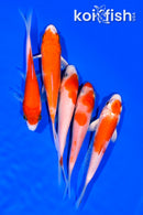 PACK OF (5) 4.25-4.5" STANDARD KOI
