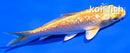 4" GINRIN YAMABUKI OGON