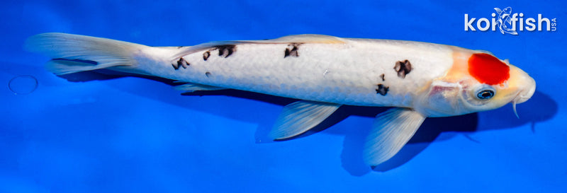 11" TANCHO SANKE
