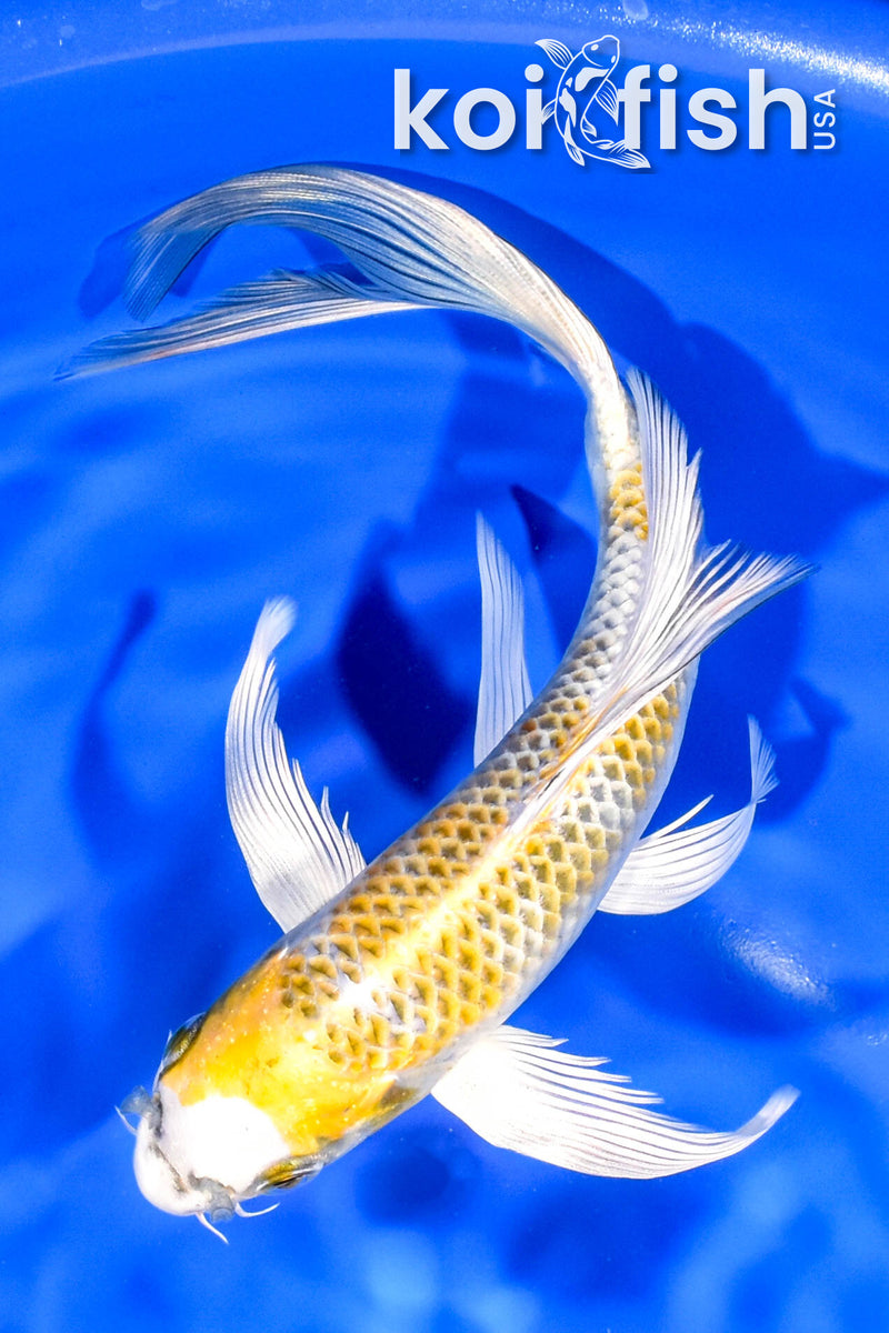 7.75" KUJAKU BUTTERFLY