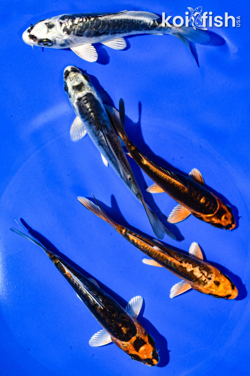 PACK OF (5) 3-4" STANDARD GHOST KOI