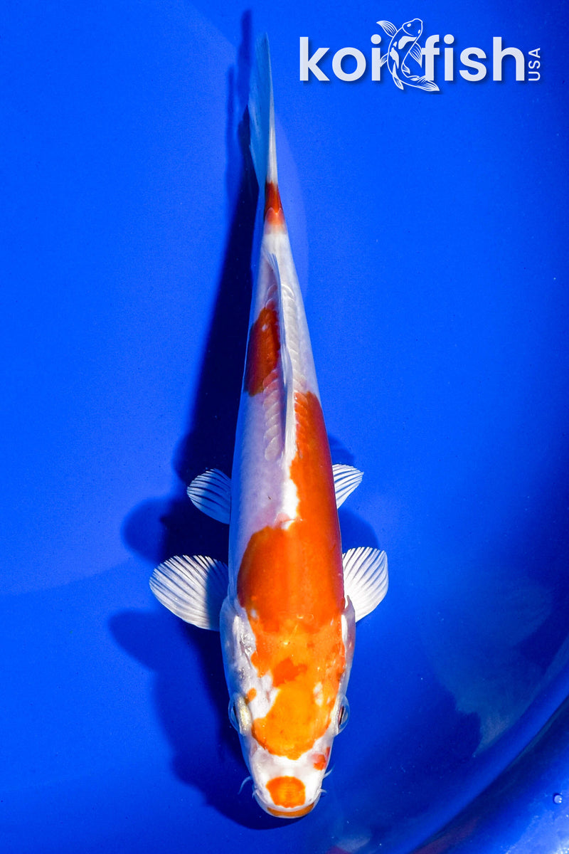 6.5" KIKUSUI