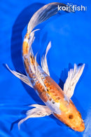 9.25" KIN KIKOKURYU BUTTERFLY