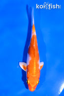 4" HARIWAKE