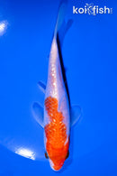 6.5" GINRIN KOHAKU