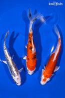 PACK OF (3) 6-7" IMPERFECT STANDARD KOI