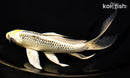 7.75" KUJAKU BUTTERFLY