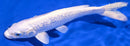 7" GINRIN PLATINUM OGON