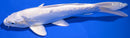 8.5" DOITSU PLATINUM OGON