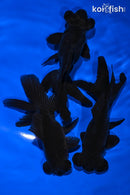 PACK OF (3) 4.5-4.75" TELESCOPE FANTAIL GOLDFISH