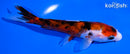 5" SANKE
