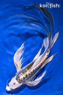 10.75" KIN KIKOKURYU BUTTERFLY