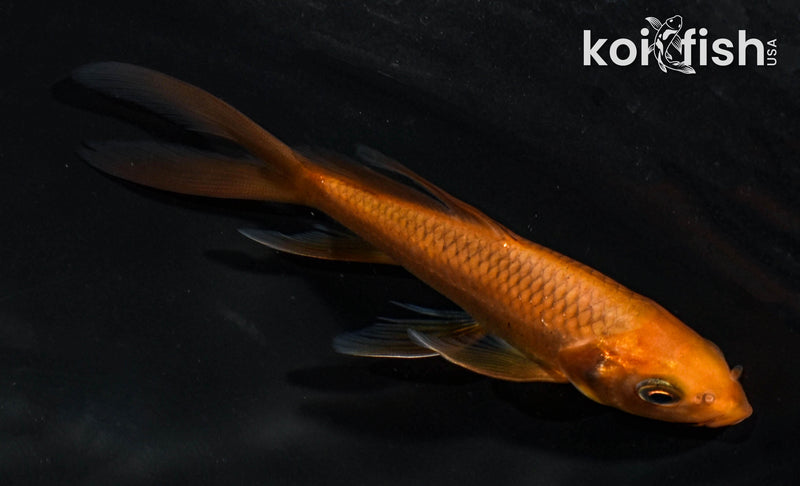 5" CHAGOI BUTTERFLY