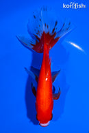 5.75" WATONAI GOLDFISH