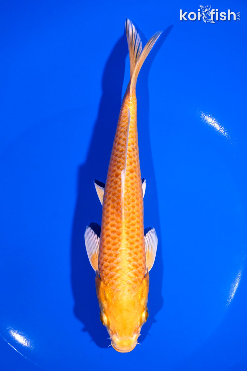 7" YAMABUKI OGON