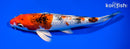 8.25" GINRIN YAMATO NISHIKI
