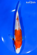 7" KOHAKU
