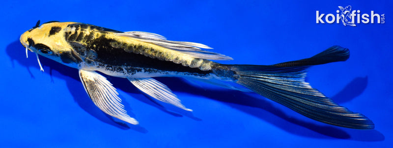 5.5" KIN KIKOKURYU BUTTERFLY