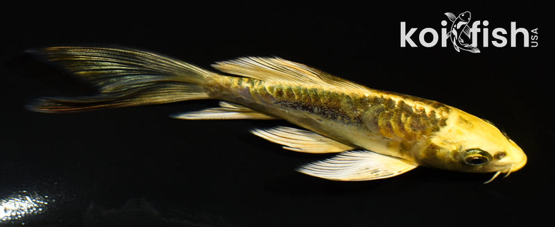 5.5" ARAGOKE KIN KIKOKURYU BUTTERFLY
