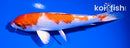 5.5" HARIWAKE