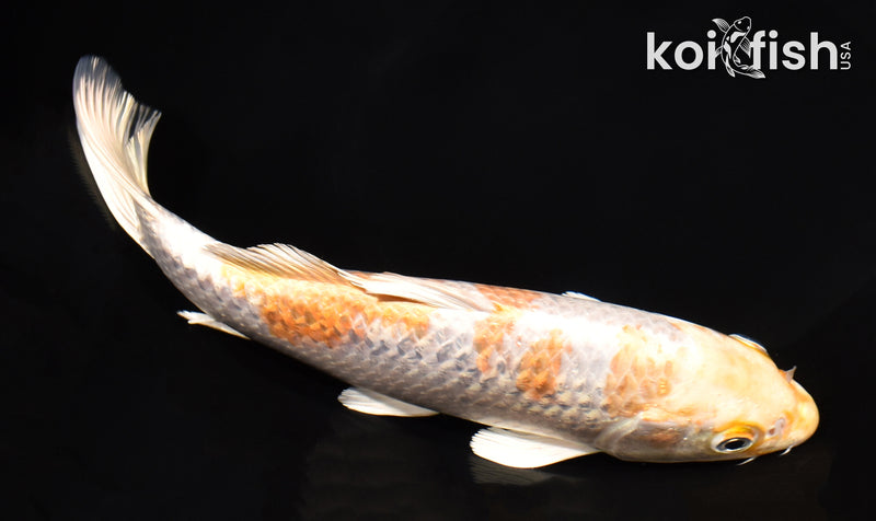 8.25" GINRIN HARIWAKE