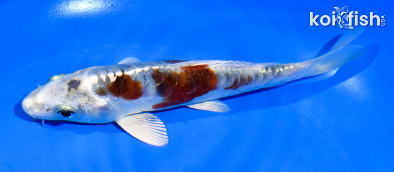 5" ARAGOKE HEISEI NISHIKI