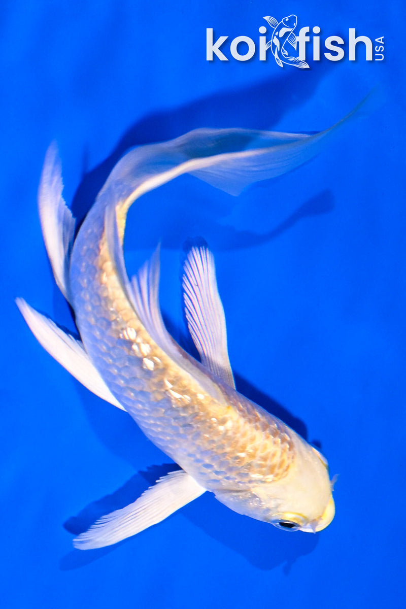 5.5" GINRIN YAMABUKI OGON BUTTERFLY