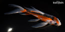 7" SHUSUI BUTTERFLY