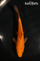 5" CHAGOI