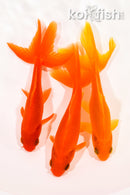 PACK OF (3) 4.5-4.75" WAKIN GOLDFISH