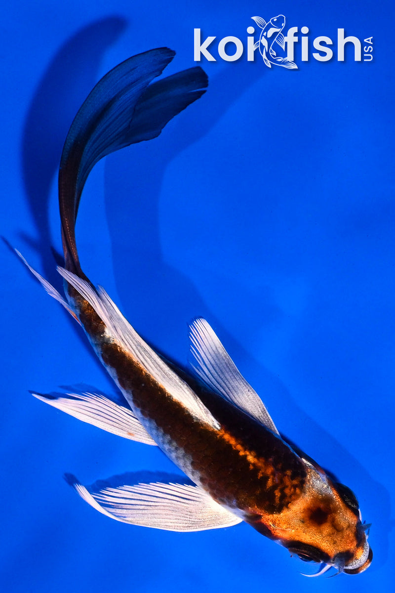 5.5" BENI GINGA BUTTERFLY