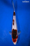 13.75" GINRIN GOROMO