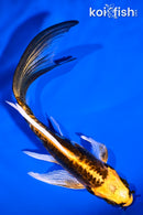 5" ARAGOKE BENI KIKOKURYU BUTTERFLY