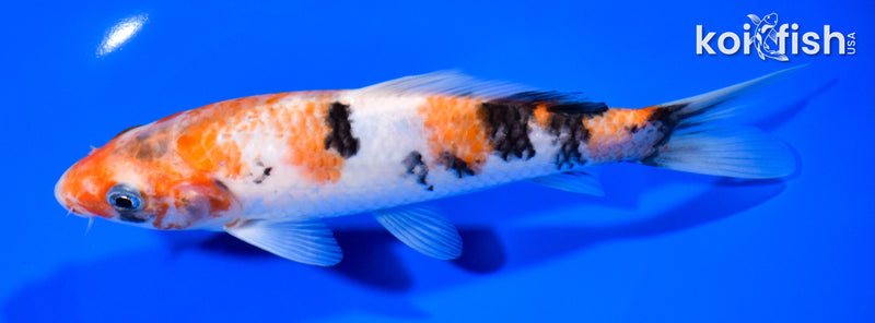 7.25" SANKE