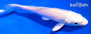 4.5" PLATINUM OGON